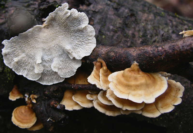 Avete voglia di funghi di oggi....guardate questo post.